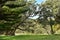 Pohutukawa trees on river bank