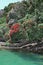 Pohutukawa trees on the shore of the Coromandel Peninsula, NZ.