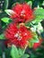 Pohutukawa - Two Flowers & Bees - New Zealand Christmas Tree