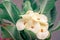 Poi sian flower with green leaf blurred background For nature wallpaper image