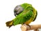 Poicephalus Senegal. Senegal parrot perching on a twig on a white background