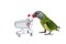 Poicephalus Senegal. Senegal parrot playing with a supermarket shopping cart in front of a white background