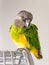 Poicephalus Senegal. Senegalese parrot sits on a cage.