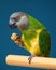 Poicephalus senegalus. Senegalese parrot sits on a perch and eats Senegal millet delicacy.