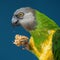 Poicephalus senegalus. Senegalese parrot sits on a perch and eats Senegal millet delicacy.