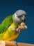 Poicephalus senegalus. Senegalese parrot sits on a perch and eats Senegal millet delicacy.