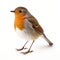 Poignant Robin Hunting: Symbolic Animals In Poetcore Style
