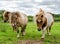 Poinies on Bodmin Moor