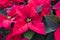 Poinsetta - Christmas flower