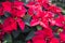 Poinsetta - Christmas flowers