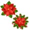 Poinsettia