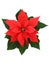 Poinsettia