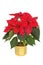 Poinsettia