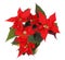 Poinsettia