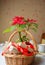 Poinsettia in basket with gifts