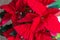 Poinsettia better know as the red christmas star flower, a traditional decorative plant for christmas time celebration