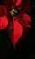 Poinsettia with Black Background