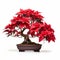 Poinsettia Bonsai: Symbolic Art Influenced By Ancient Chinese Style