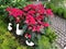 Poinsettia bush, Xmas tree, with ceramic duck and rock pathway in the garden