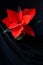 Poinsettia or Christmas flower on on a dark background; Euphorbia pulcherrima