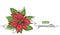Poinsettia, Christmas flower vector drawn sketch, color illustration. One continuous line art drawing, background with