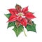Poinsettia, a Christmas flower on a white background. Watercolor illustration of a red poinsettias. Euphorbia pulcherrima.