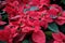 Poinsettia (Christmas flowers)
