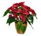 Poinsettia christmas plant deco framework red gift