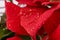 Poinsettia - Christmas Star - Close-up Background