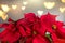 Poinsettia Christmas star flower plant close up. Red Euphorbia Pulcherrima, or Nochebuena