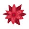 Poinsettia Christmas Star red flower - simple hand draw flat doodle. Vector illustration. Festive winter flower clip art