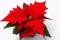 . Poinsettia on colorful background.