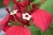 The poinsettia is a commercially important plant species of the diverse spurge family.