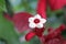 The poinsettia is a commercially important plant species of the diverse spurge family.