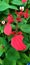 The poinsettia is a commercially important plant species of the diverse spurge family.