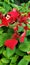 The poinsettia is a commercially important plant species of the diverse spurge family.