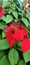 The poinsettia is a commercially important plant species of the diverse spurge family.