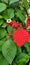 The poinsettia is a commercially important plant species of the diverse spurge family.