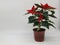 The poinsettia is a commercially important plant species of the diverse spurge family.