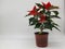 The poinsettia is a commercially important plant species of the diverse spurge family.