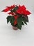 The poinsettia is a commercially important plant species of the diverse spurge family.