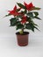 The poinsettia is a commercially important plant species of the diverse spurge family.