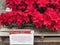 Poinsettia display at The Flower Fields in Spring in Carlsbad, California