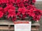 Poinsettia display at The Flower Fields in Spring in Carlsbad, California