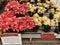 Poinsettia display at The Flower Fields in Spring in Carlsbad, California