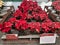 Poinsettia display at The Flower Fields in Spring in Carlsbad, California