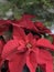 Poinsettia display under Christmas tree