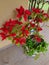 The poinsettia (Euphorbia pulcherrima). Also known as parrot\\\'s beak or euphoric.