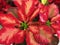 Poinsettia Euphorbia pulcherrima The Christmas Plant