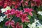 Poinsettia, Euphorbia Pulcherrima, christmas star, unique shades, different holiday plants. Selective focus. Festive Christmas,